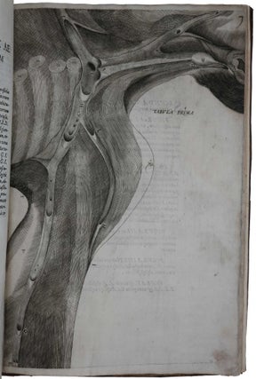 De venarum ostiolis.