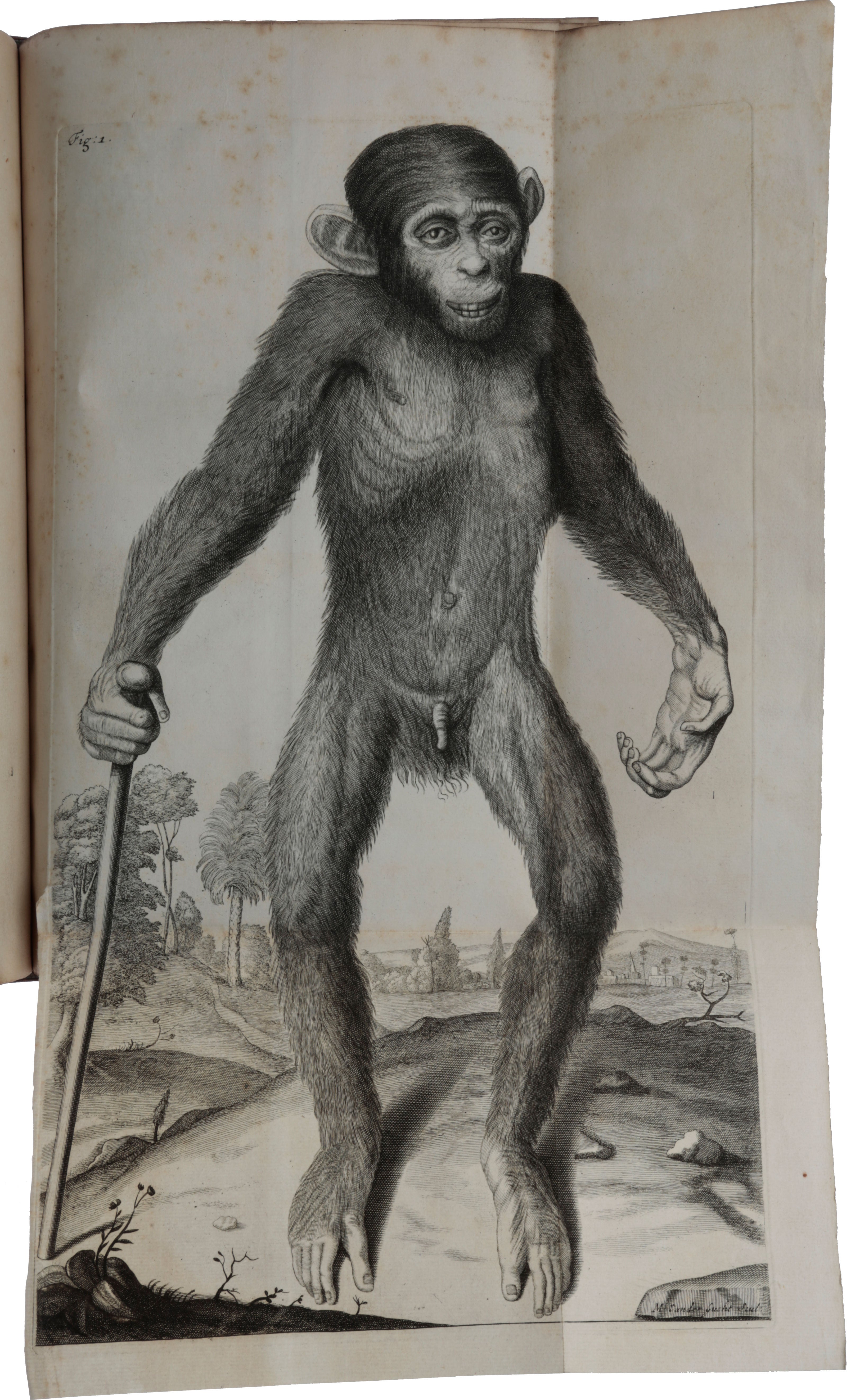 Item #5291 Orang-Outang, sive homo sylvestris; or, the anatomie of a pygmie compared with that of a monkey, an ape and a man. To which is added, a philological essay concerning the pygmies, the cynocephali, the satyrs, and sphinges of the Ancients. Wherein it will appear that they are all either apes or monkeys, and not men, as formerly pretended. Edward TYSON.
