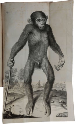 Item #5291 Orang-Outang, sive homo sylvestris; or, the anatomie of a pygmie compared with that of...