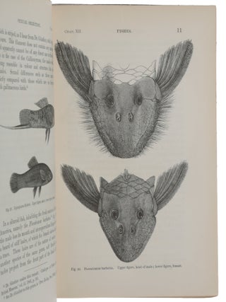 The Descent of Man, and Selection in Relation to Sex.